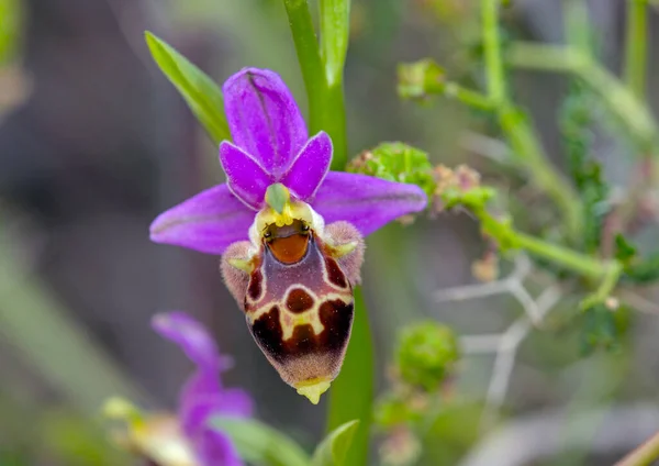 Ophrys Heldreichii Calypsus Creta — Foto Stock