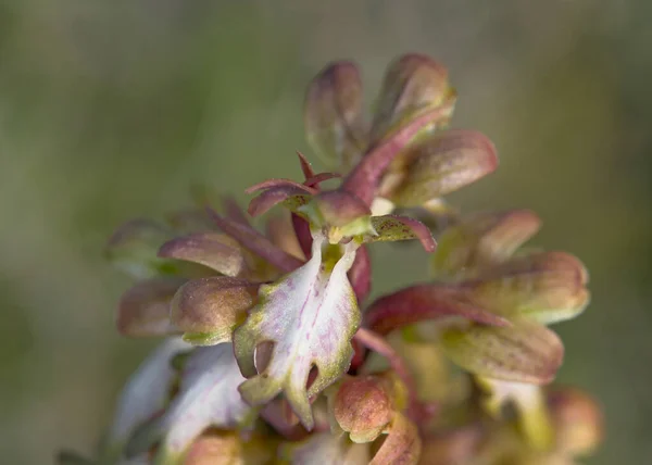 Blommor Himantoglossum Robertianum Grekland — Stockfoto