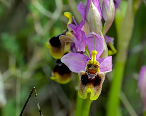 Flor Ophrys Tenthredinifera Creta — Foto de Stock