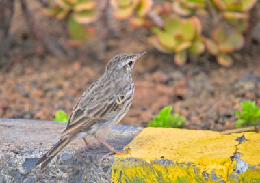 Berthelots incir kuşu (Anthus berthlotii madeirensis), Madeira
