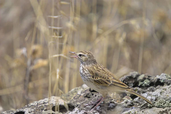 ベルセルツ ピピット Antheus Berthlotii Madeirensis マデイラ島 — ストック写真