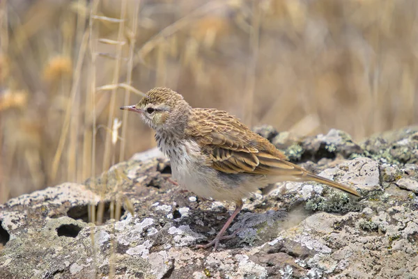 ベルセルツ ピピット Antheus Berthlotii Madeirensis マデイラ島 — ストック写真