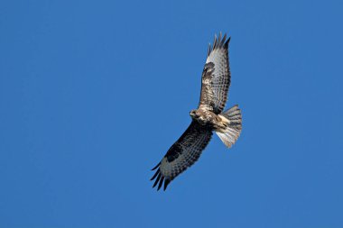 Avrasya Şahini (Buteo buteo), Yunanistan