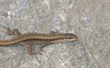 Ortak Duvar Kertenkelesi - Podarcis duvar resmi, Yunanistan 