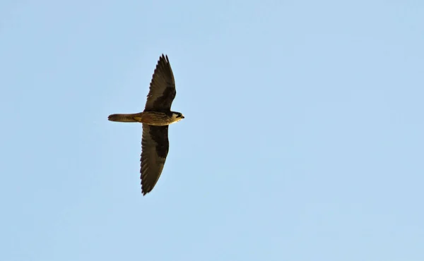 Eleonora Falcon Falco Eleonorae — Stock fotografie