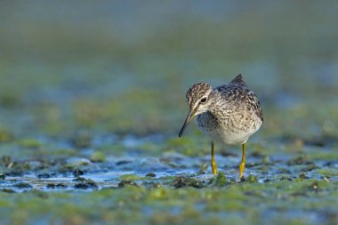 Çulluk - Tringa Glareola, Girit 