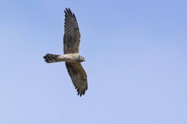 Pallid Harrier (Sirk makrourusu), Girit