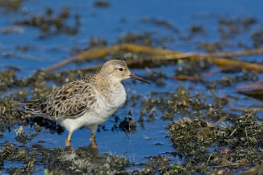 Ruff (Philomachus pugnax), Girit, Yunanistan