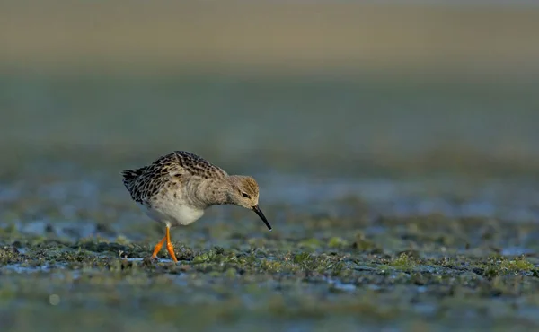 Ruff Philomachus Pugnax Creta Grécia — Fotografia de Stock