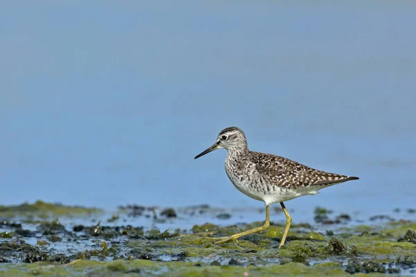 Houtzanderig Tringa Glareola Kreta — Stockfoto