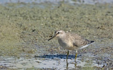 Kırmızı düğüm (Calidris canutus), Yunanistan