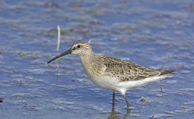 Curlew Sandpiper (Calidris ferruginea), Yunanistan