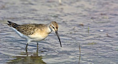 Curlew Sandpiper (Calidris ferruginea), Yunanistan