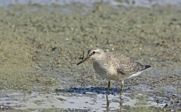 Rode Knoop Calidris Canutus Griekenland — Stockfoto