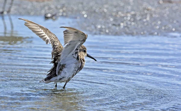 Dunlin Calidris Alpina Crète — Photo