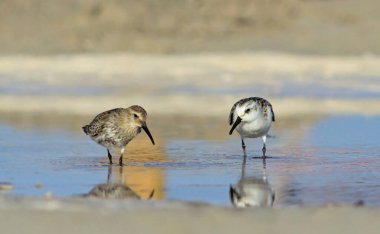Sanderling (Calidris alba) ve Dunlin (Calidris alpina), Yunanistan
