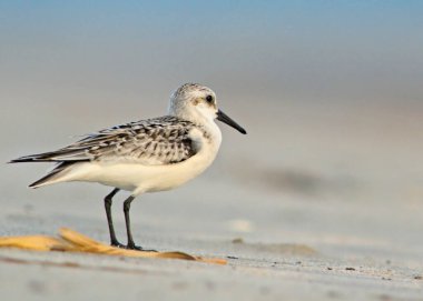 Sanderling (Calidris alba), Yunanistan