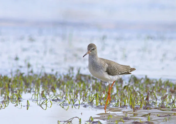 Tringa Totanus Redshank Comum Creta — Fotografia de Stock