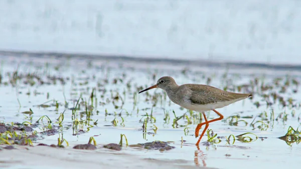 Tringa Totanus Common Redshank Kréta — Stock fotografie