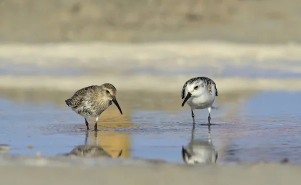 Sanderling Calidris Alba Dunlin Calidris Alpina Görögország — Stock Fotó