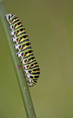 Kırlangıç - Papilio machaon larvası 