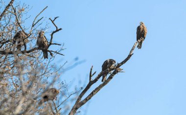 Milvus migrans (Siyah Uçurtma), Girit