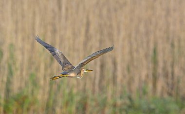 Purple Heron (Ardea purpurea), Yunanistan
