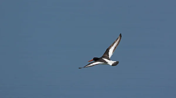 Eurasian Oystercatcher Haematopus Ostralegus Greece — Stock Photo, Image