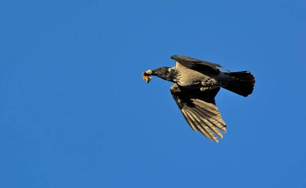 Cuervo Encapuchado Corvus Cornix Grecia — Foto de Stock