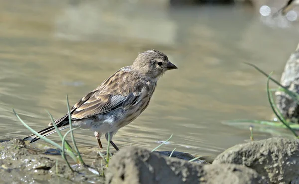 Linnet Común Linaria Cannabina Grecia — Foto de Stock