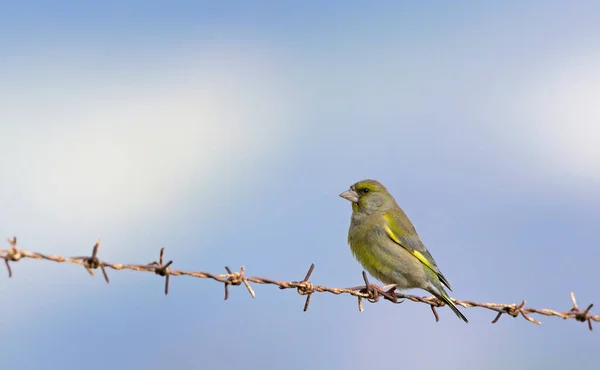 Grünfink Chloris Chloris Griechenland — Stockfoto