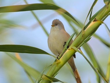 Sakallı Reedling (Panurus biarmicus), Yunanistan