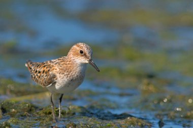 Küçük kuşu (Calidris minuta), Crete, Yunanistan