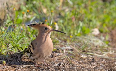 Hoopoe (Upupa epops), Yunanistan