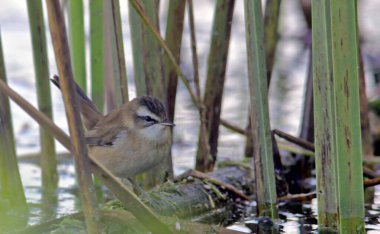 Bıyıklı ötleğen (Acrocephalus melanopogon), Yunanistan