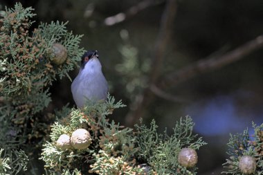 Sardunya bülbülü Sylvia melanocephala, Girit