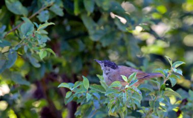Avrasya Kara Başlığı (Sylvia atricapilla), Yunanistan