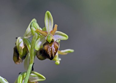 Ophrys sphegodes sssp cretensis, Girit