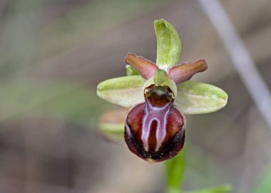 Ophrys sphegodes sssp cretensis, Girit