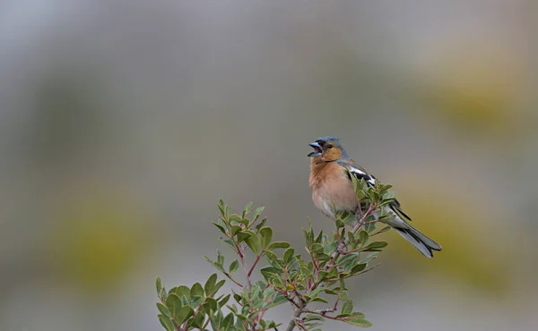 Chaffinch Fringilla Coelebs Kreta — Stockfoto