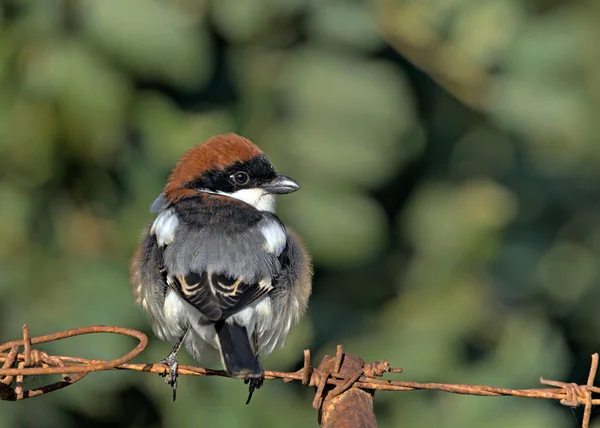 Pie Grièche Woodchat Sénateur Lanius Crète — Photo