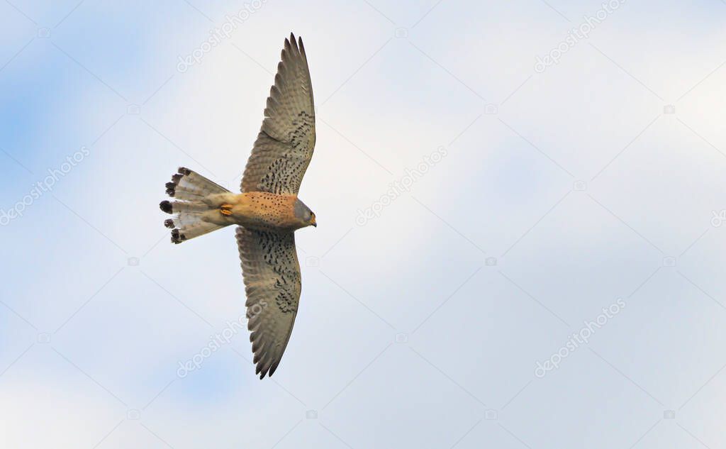 Lesser kestrel- Falco naumanni, Crete
