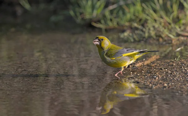 Grünfink Chloris Chloris Griechenland — Stockfoto