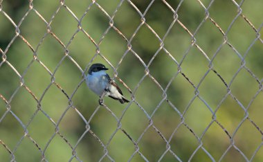 Avrupa Pied Flycatcher - Ficedula hypoleuca, Girit