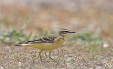Batı Sarı Wagtail - Motacilla flava, Girit