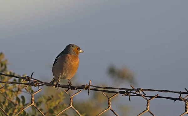 Buchfink Fringilla Coelebs Kreta — Stockfoto