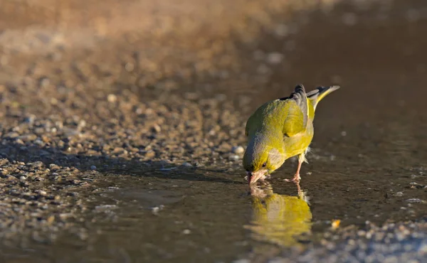 European Greenfinch Chloris Chloris Greece — Stock Photo, Image