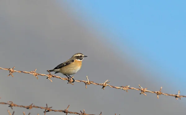 Braunkehlchen Saxicola Rubetra Kreta Griechenland — Stockfoto