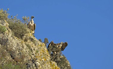 Griffon Vulture (Gyps fulvus), Girit