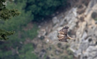 Boz kartal (Aquila fasciata), Yunanistan